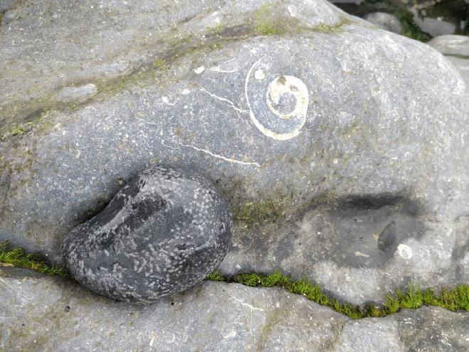 fossils on the beach