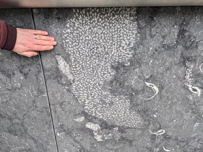A stone slab with coral fossil