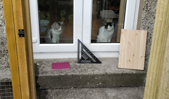 cat clients looking out window